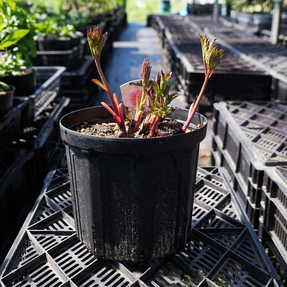 000000119252-02.jpg?size=l&w=