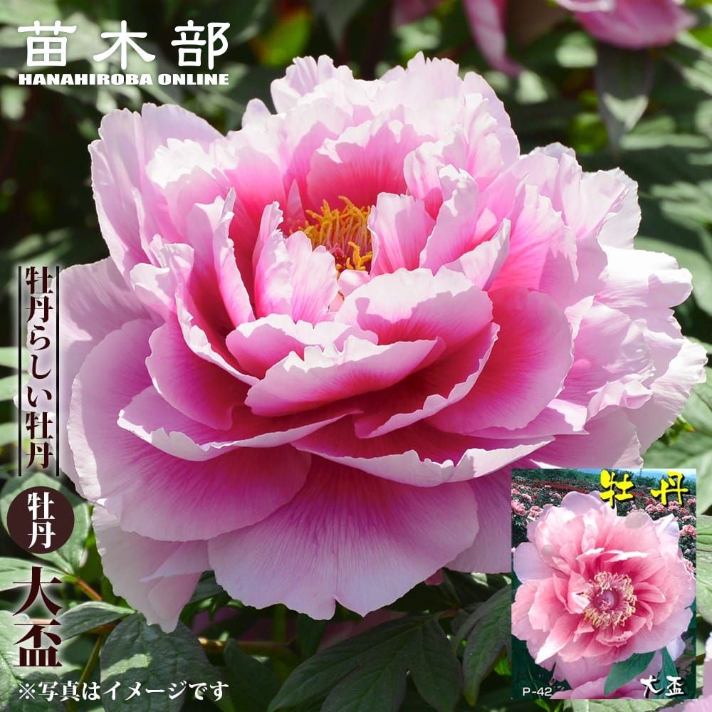 000000119255-01.jpg?size=l&w=