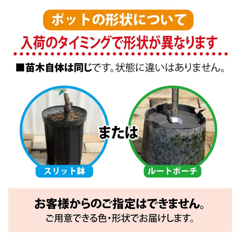 梨 苗木 【なつしずく】 2年生接木苗 スリット鉢植え 梨 赤ナシ あきづき 苗 通販 苗木部 By 花ひろばオンライン