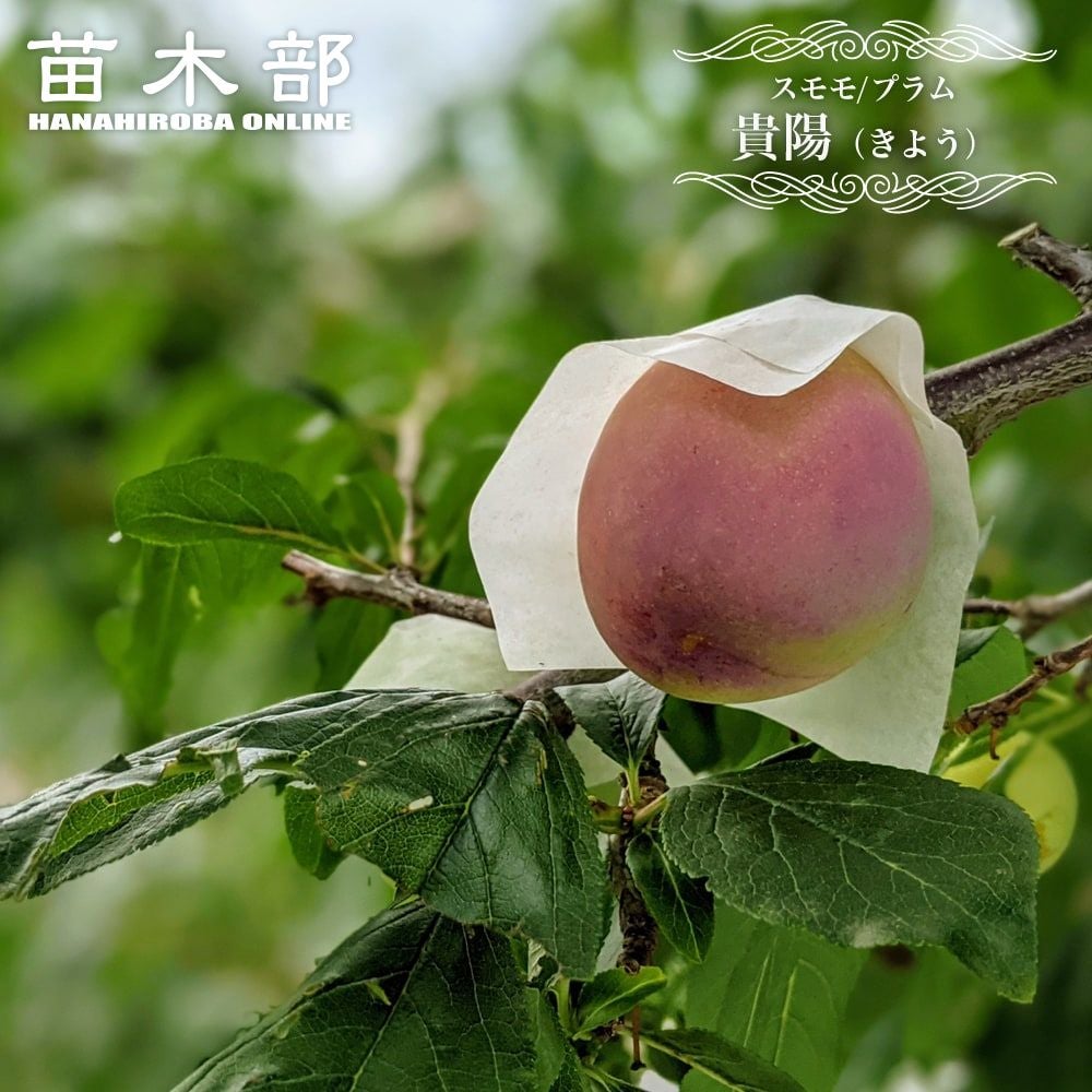 000000019316-01.jpg?size=l&w=