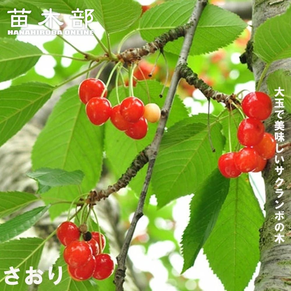 さくらんぼページ 000000019317-01.jpg?size=l&w=