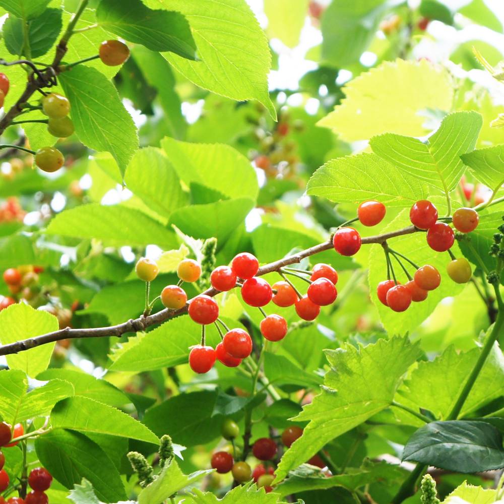 000000019318-06.jpg?size=l&w=