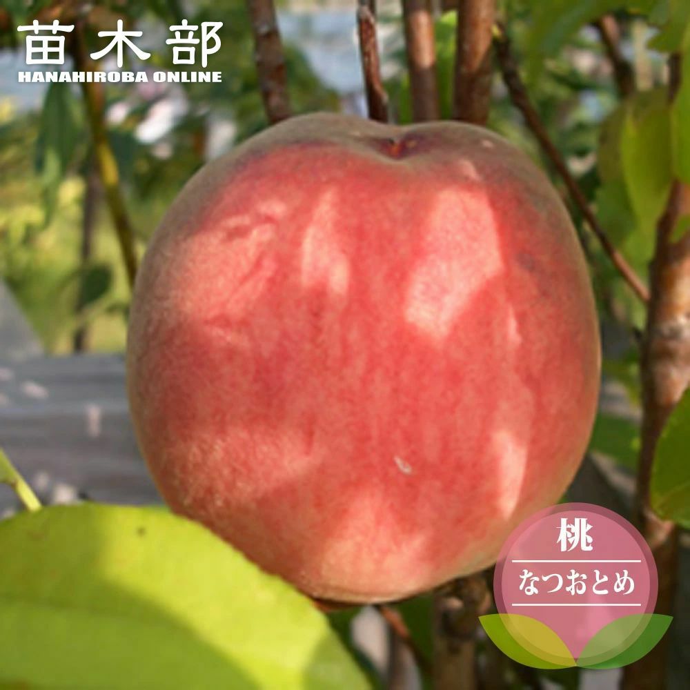 モモ なつおとめ 苗 通販 苗木部 By 花ひろばオンライン
