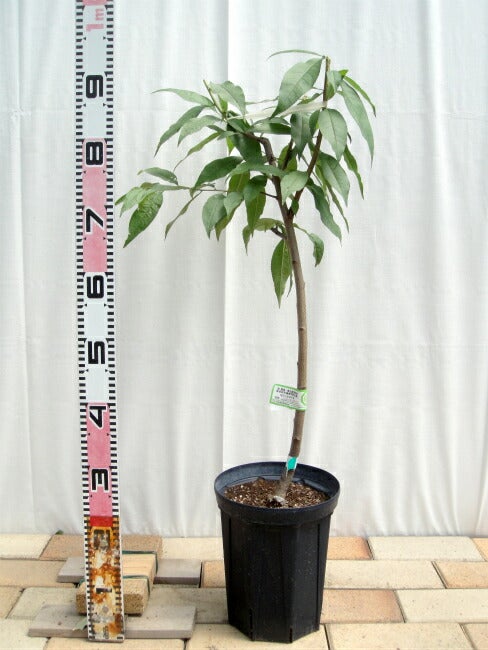 モモ なつおとめ 苗 通販 苗木部 By 花ひろばオンライン