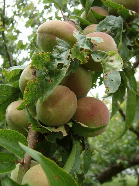 000000019348-02.jpg?size=l&w=