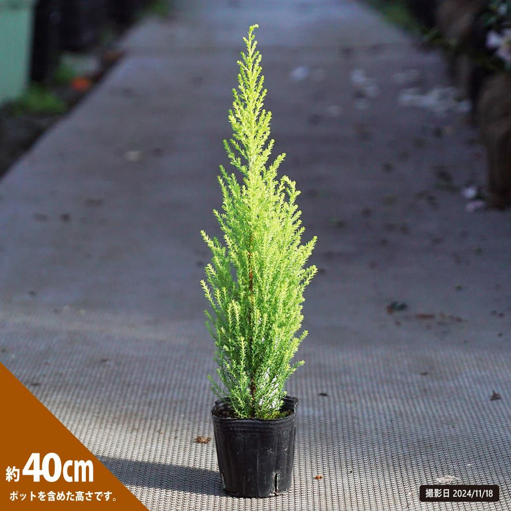 コニファー ゴールドクレスト ウィルマ 苗 通販 苗木部 By 花ひろば