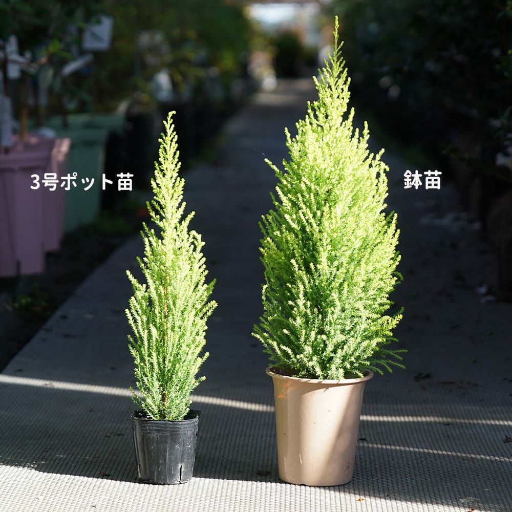 コニファー ゴールドクレスト ウィルマ 苗 通販 苗木部 By 花ひろば