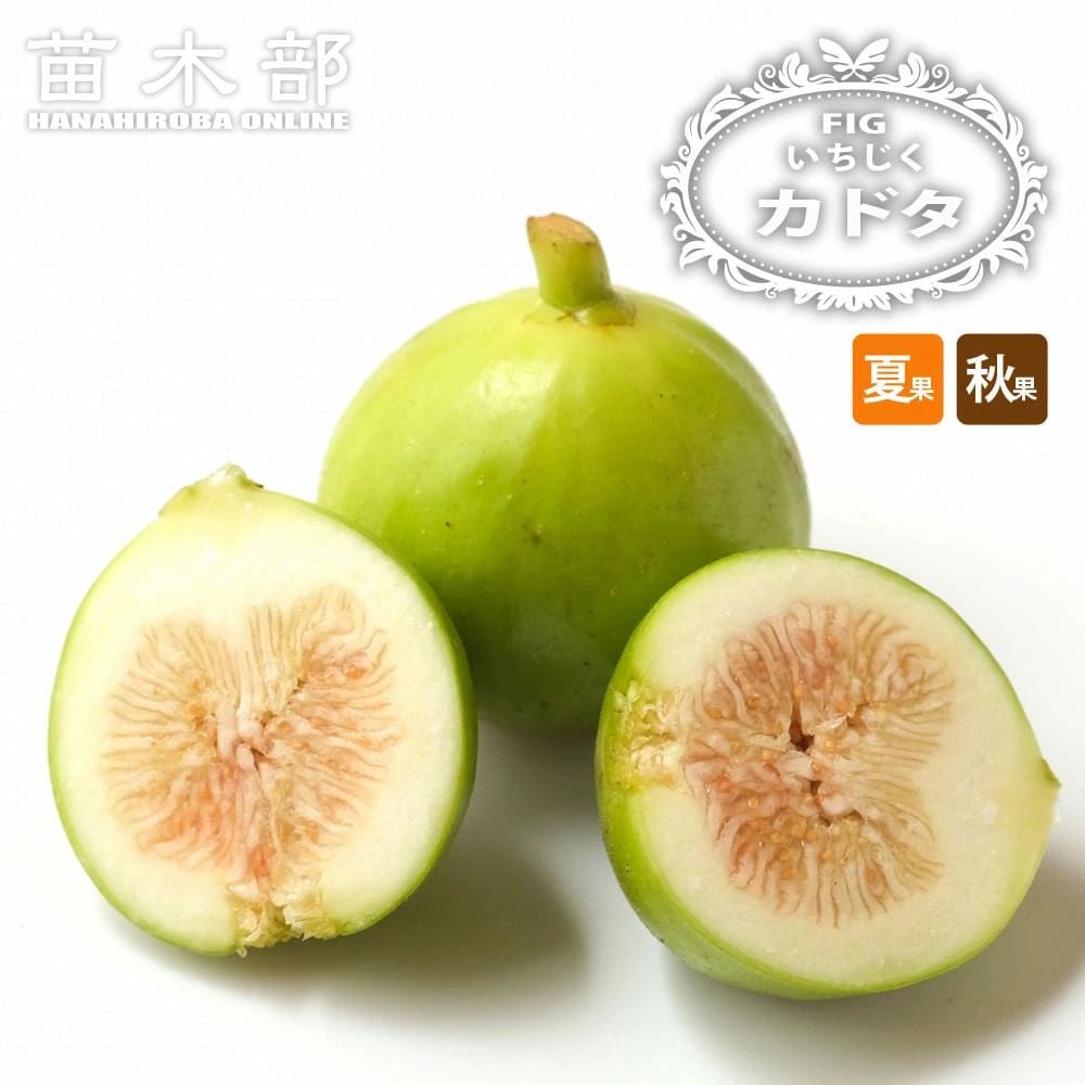 イチジク 秋果専用種 ルージュボルドー 苗 販売 苗木部 By 花ひろば