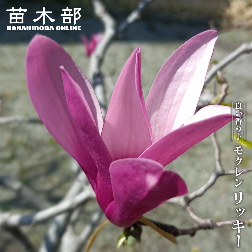 シモクレン　蕾たっぷり　紫花　紫モクレン　挿木　株立ち　ガーデニング　記念樹　2 000000119640-01.jpg?size=m&w=