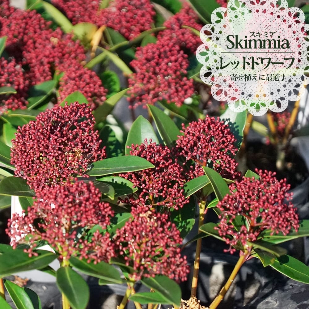 挿木3年目　蕾付き　紅 山野草の石田精華園 / 椿 苗 大紅 2年生挿木苗 3号 （長期化成肥料付