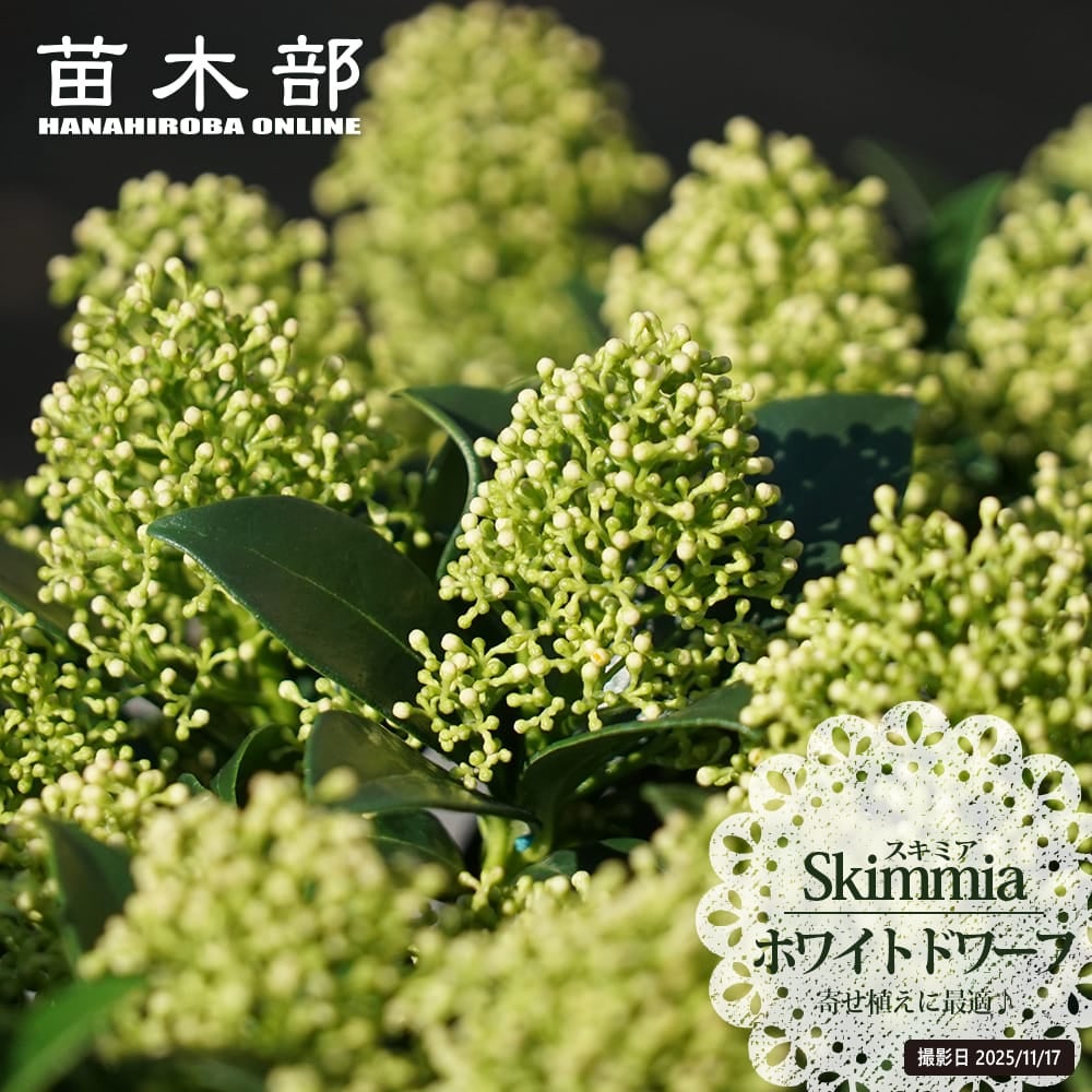 花が咲くスキミア ホワイトドワーフ