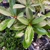 花が咲くスキミア ホワイトドワーフ