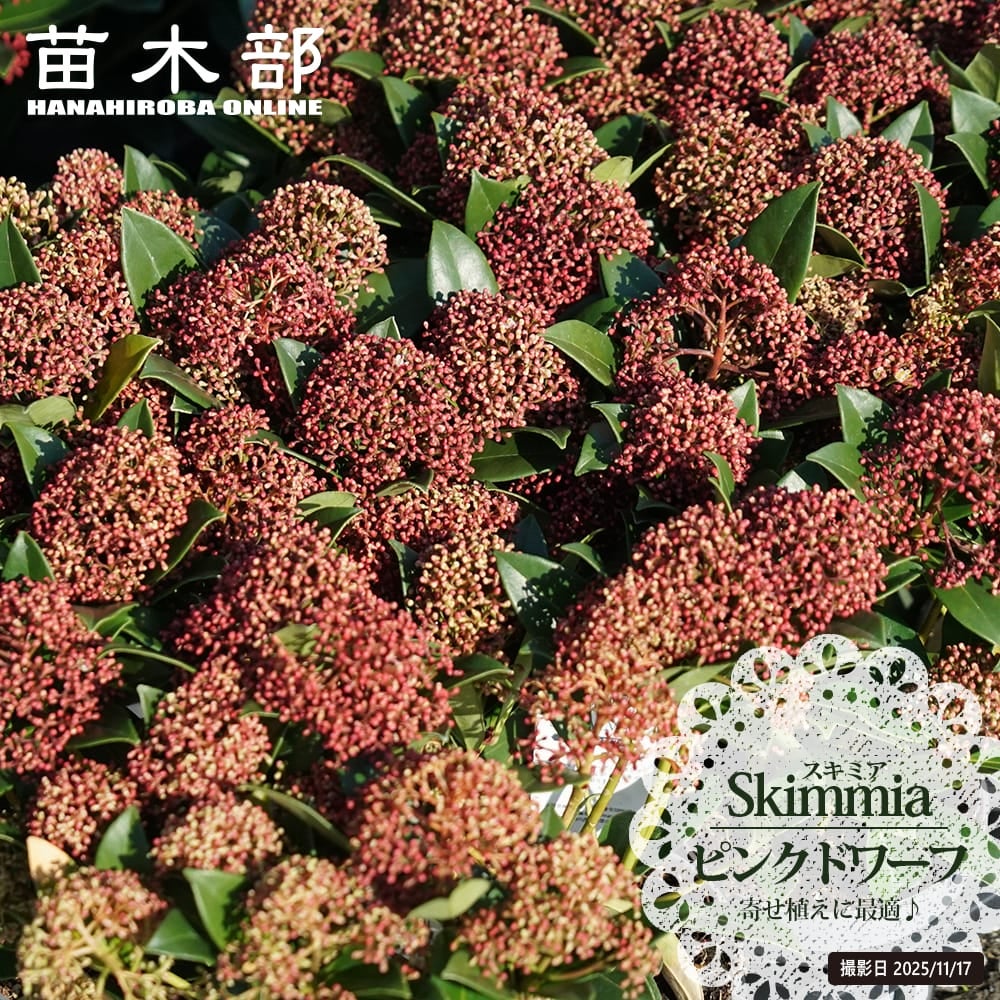 花が咲くスキミア ピンクドワーフ