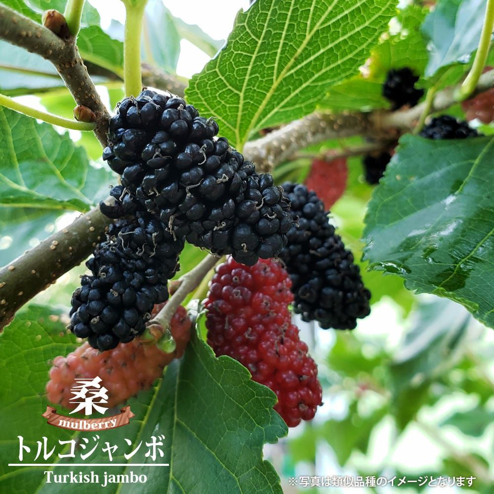 000000119642-01.jpg?size=l&w=