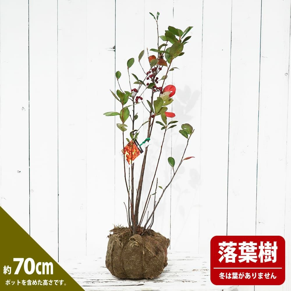 000000019800-03.jpg?size=l&w=