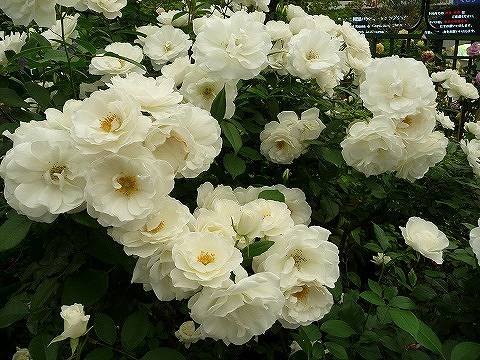 バラ つるアイスバーグ ClF クライミングフロリバンダ（つるバラ） 苗