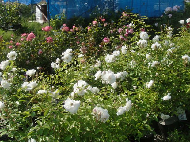 バラ つるアイスバーグ ClF クライミングフロリバンダ（つるバラ） 苗