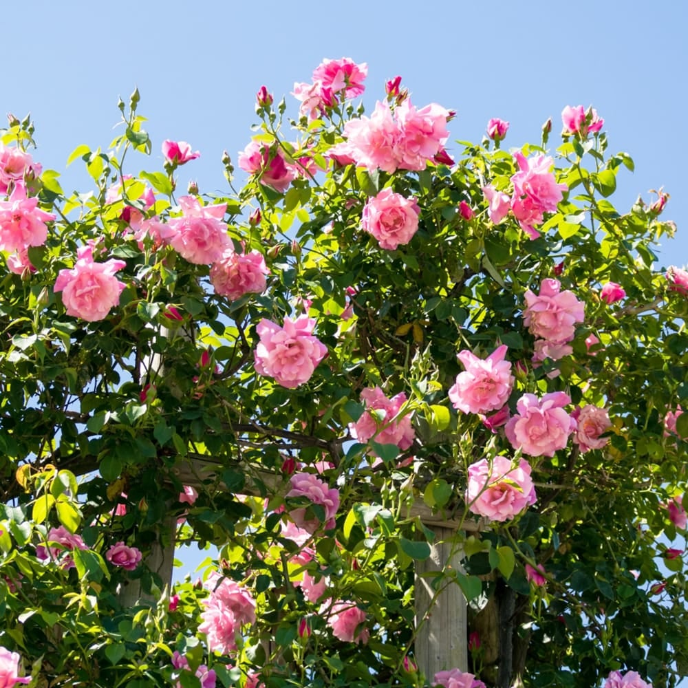 バラ スパニッシュビューティー LCl ラージフラワードクライマー