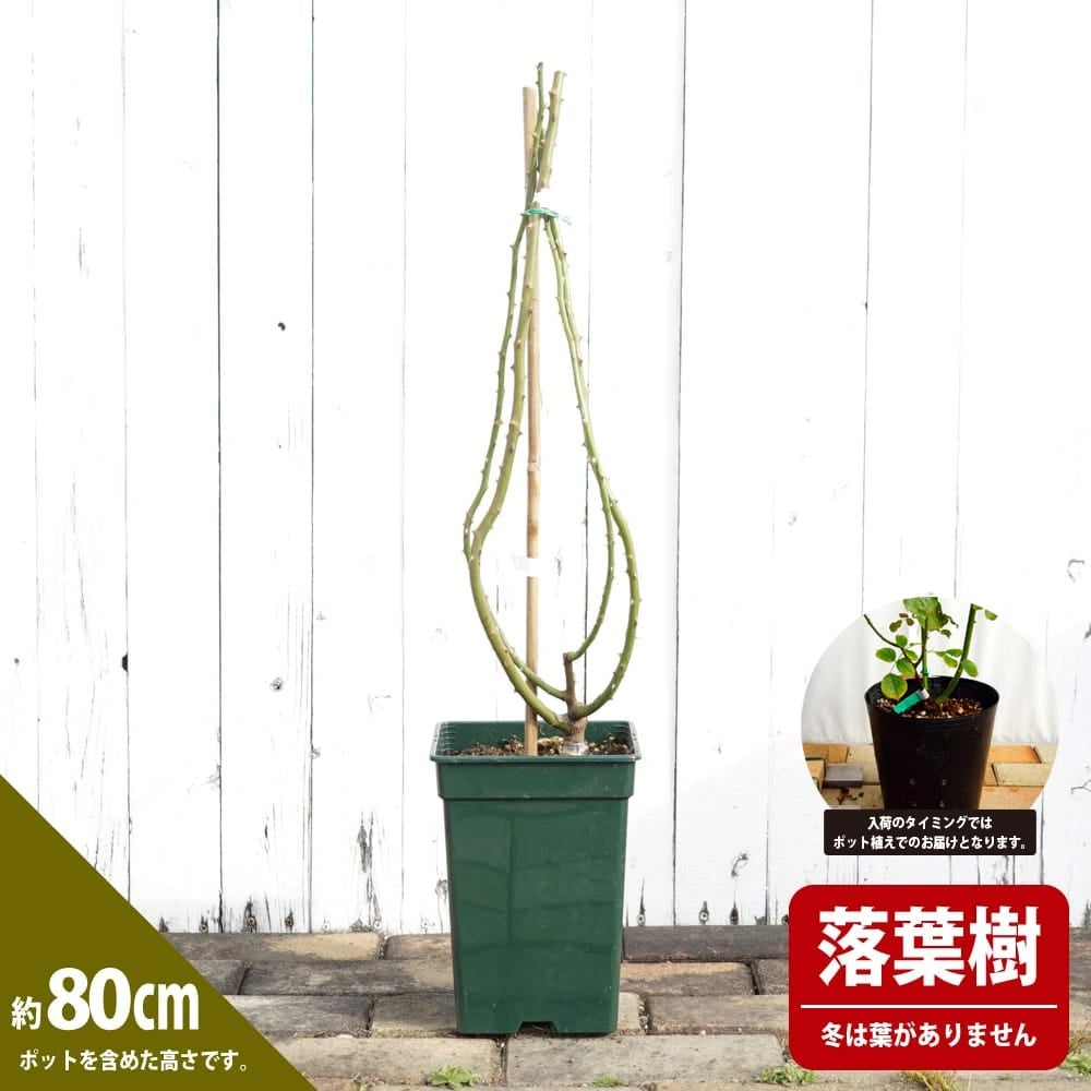 バラ ロイヤルサンセット LCl ラージフラワードクライマー （つるバラ