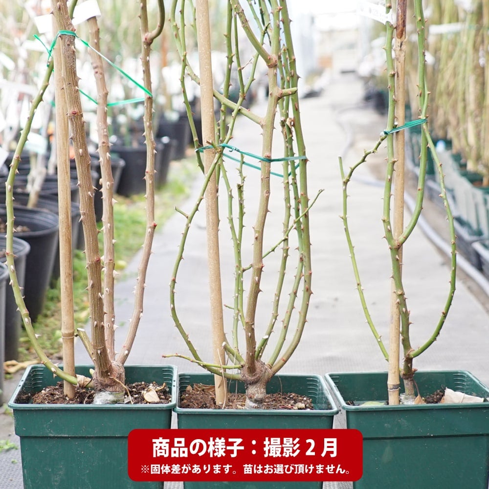 000000020007-04.jpg?size=l&w=