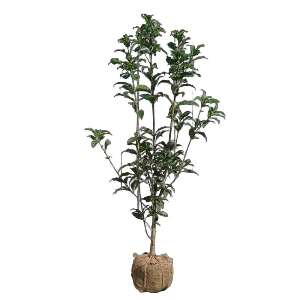 紅花キンモクセイ フレグランスレッド 苗 販売 苗木部 By 花ひろば