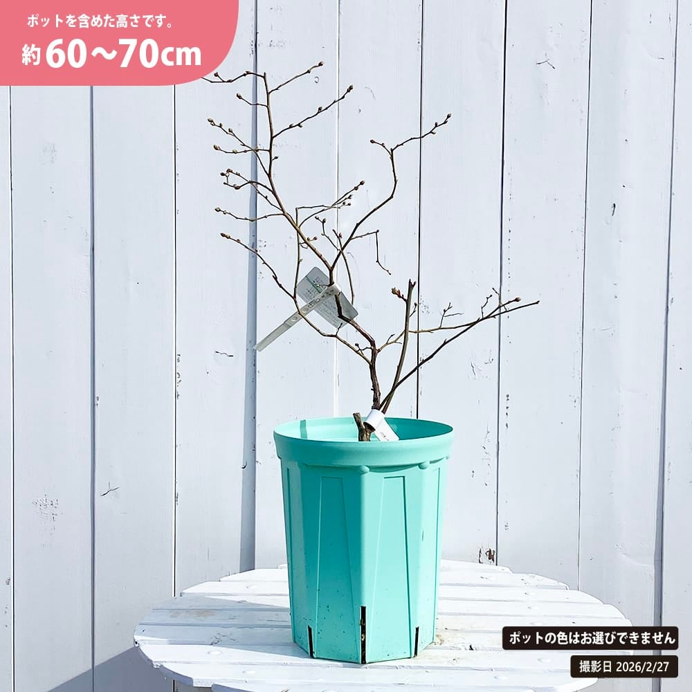 パウダーブルー ラビットアイ系 苗 通販 苗木部 By 花ひろばオンライン