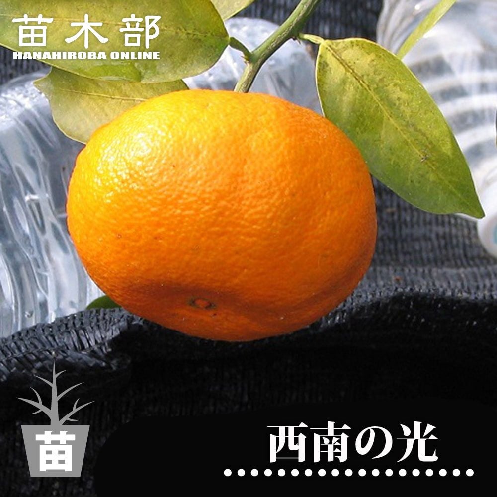 西南のひかり タンゴール 苗 販売 苗木部 By 花ひろばオンライン