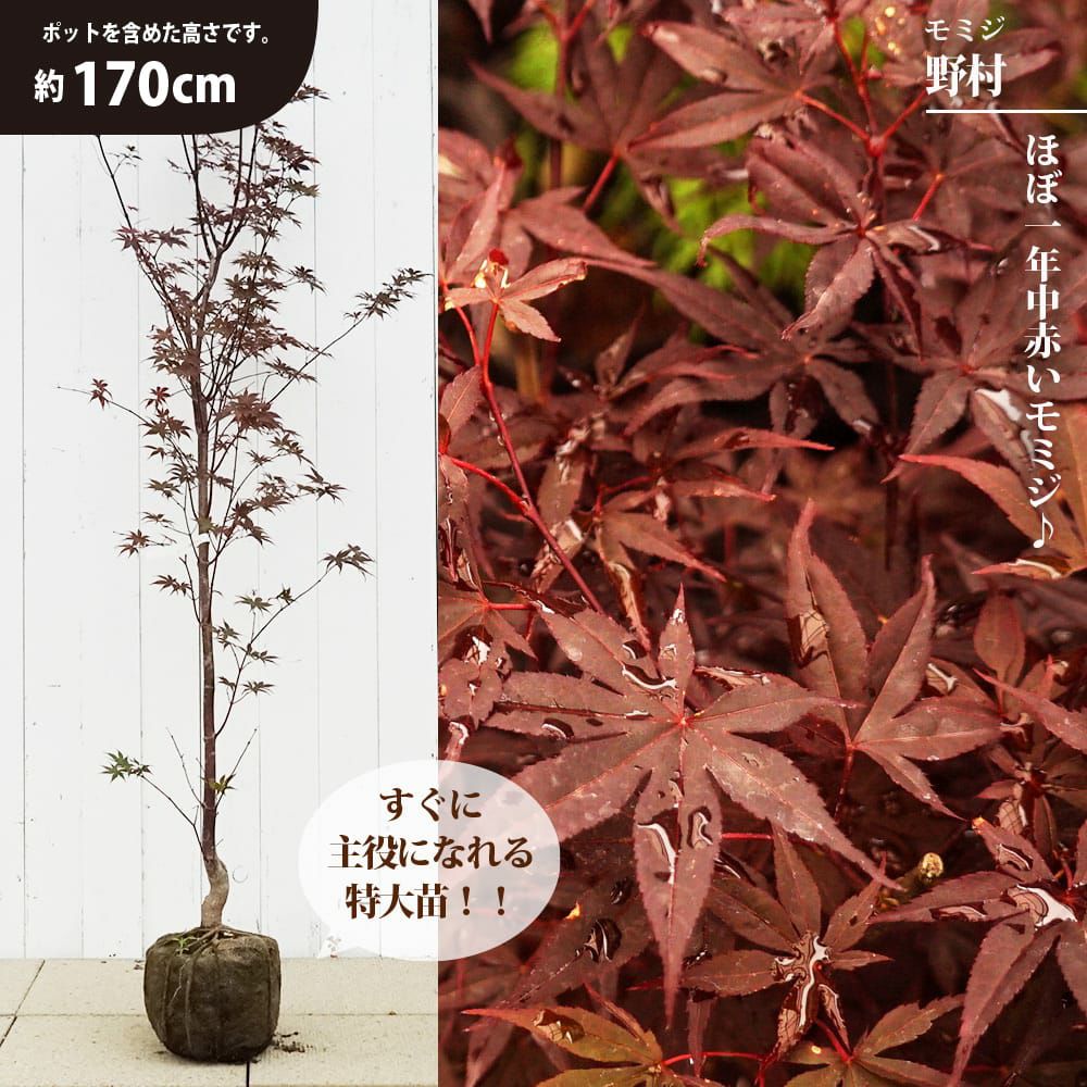 000000120529-01.jpg?size=l&w=