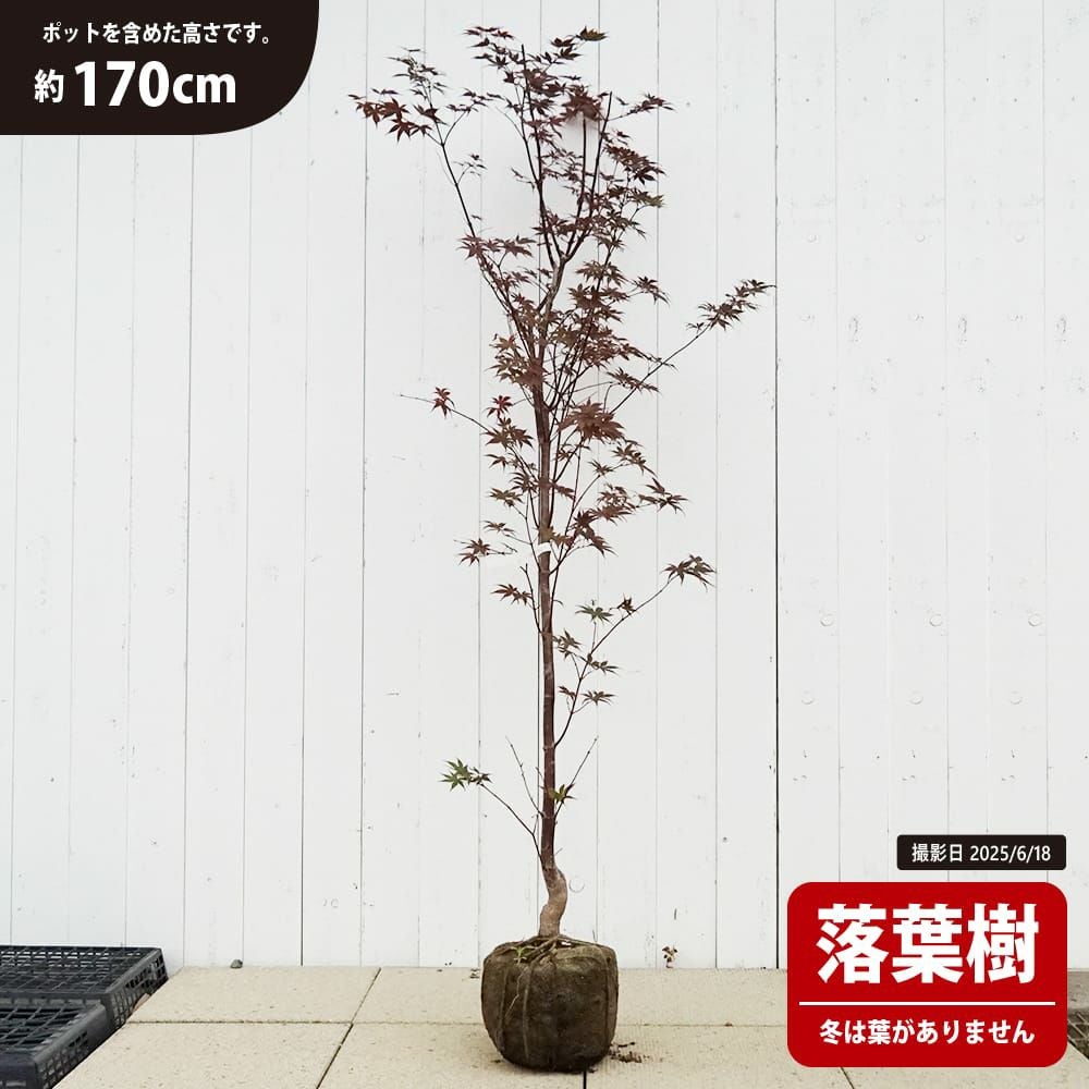 カエデ・もみじ オオモミジ系 野村 苗 おすすめ 苗木部 By 花ひろば