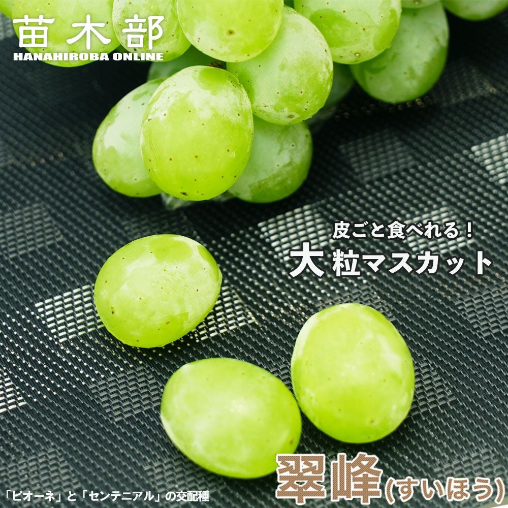 翠峰ブトウ苗（４年生） 000000021009-01.jpg?size=m&w=