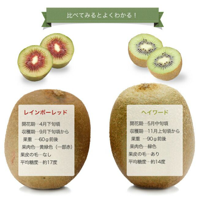 キウイ 赤色系メス レインボーレッド 苗 販売 苗木部 By 花ひろば