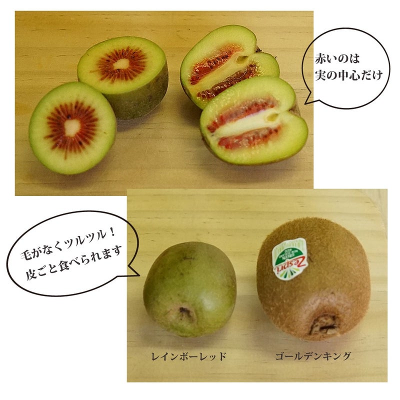 キウイフルーツ 雌雄苗木セット 黄色 キウイフルーツ雌雄苗木セット 