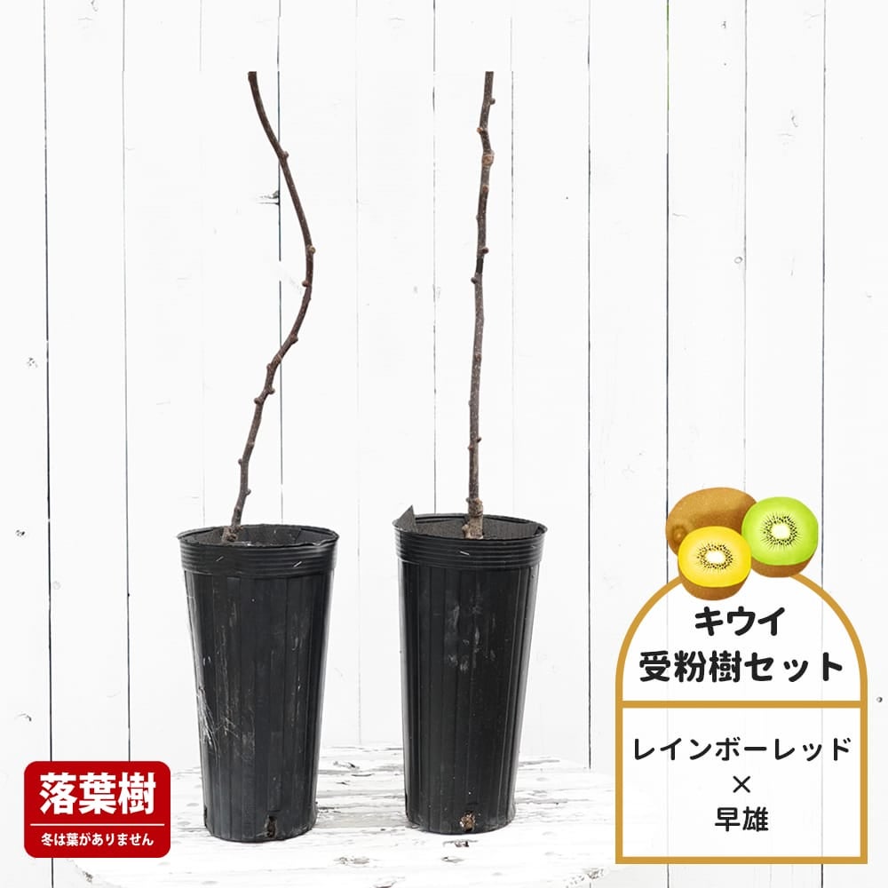キウイ レインボーレッドと早雄の受粉樹セット