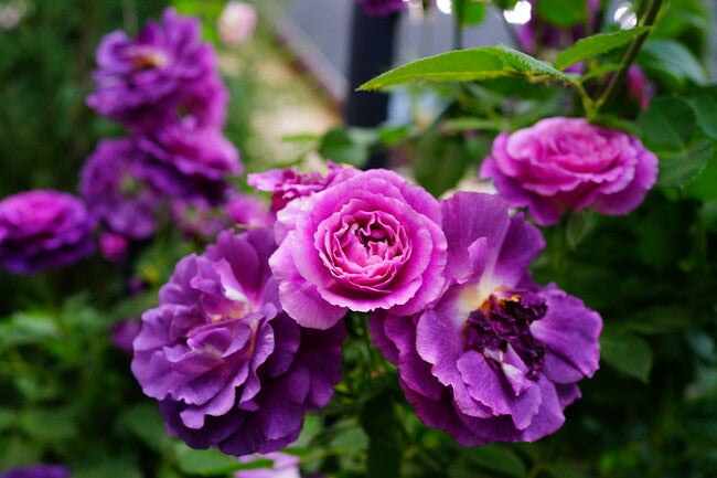 000000021280-02.jpg?size=l&w=