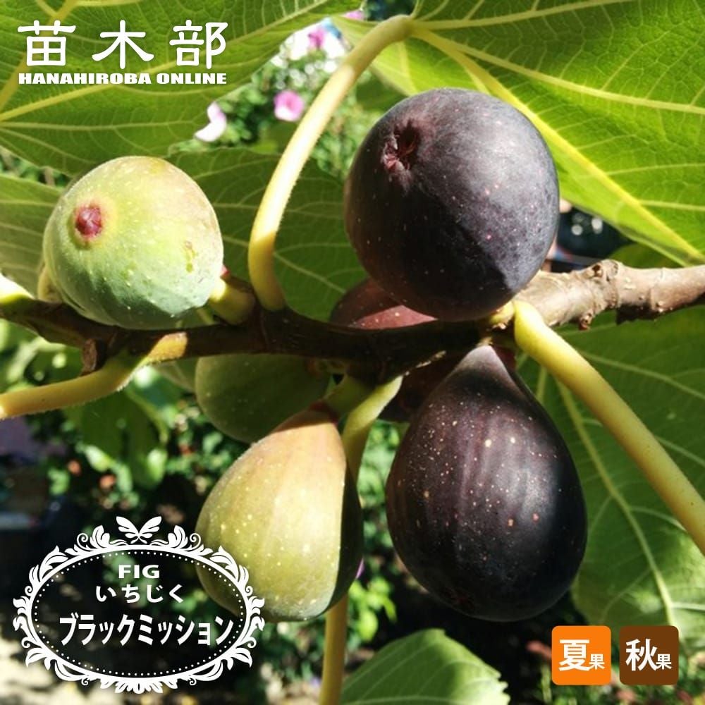 000000121214-01.jpg?size=l&w=