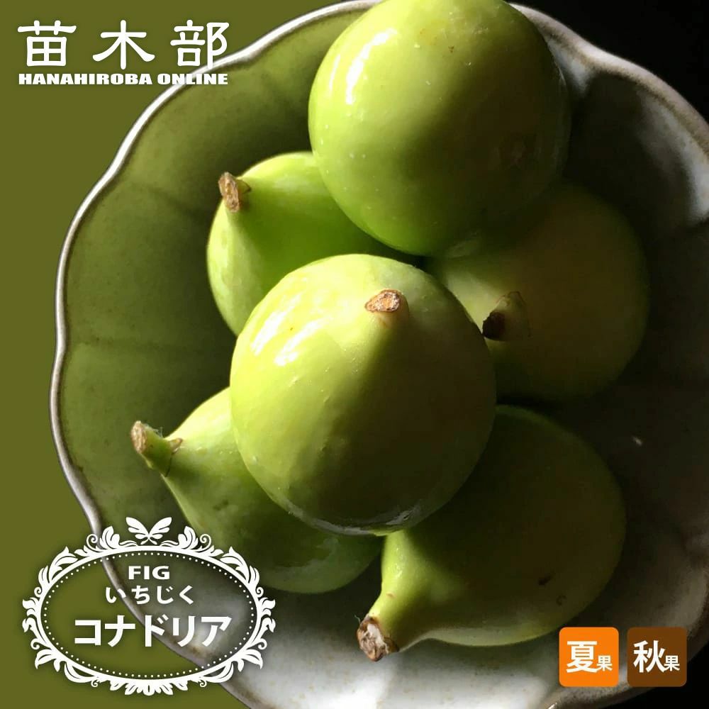 イチジク 夏秋兼用種 ブリジャソットグリース 苗 販売 苗木部 By 花