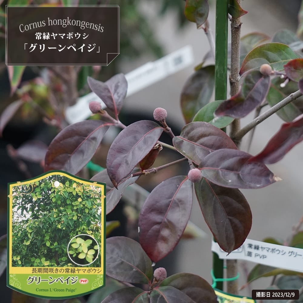 000000121219-01.jpg?size=l&w=