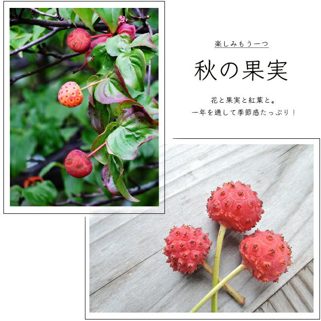 常緑ヤマボウシ グリーンペイジ 苗 通販 苗木部 By 花ひろばオンライン