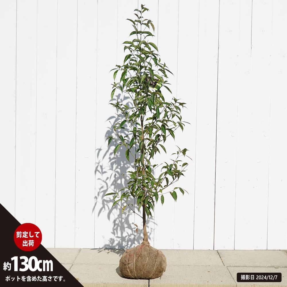 000000121220-05.jpg?size=l&w=