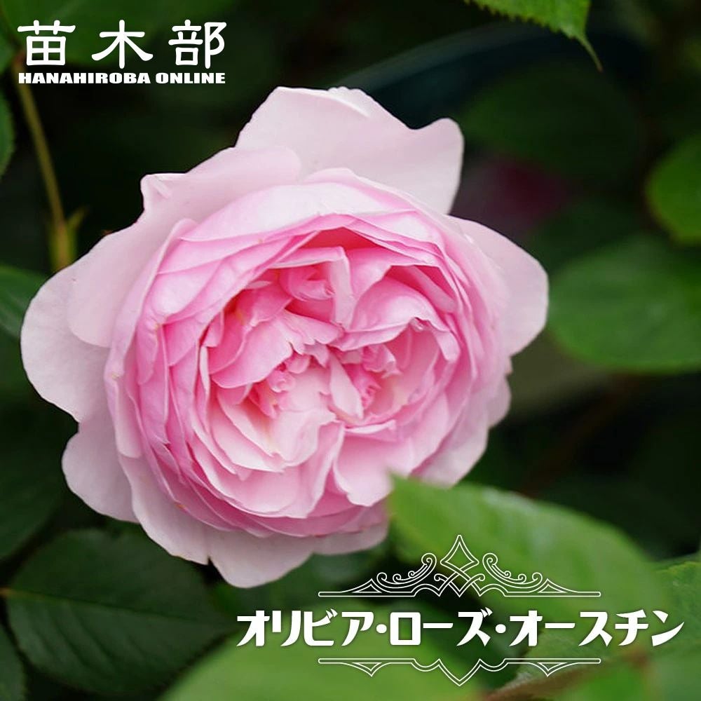 000000021344-01.jpg?size=l&w=