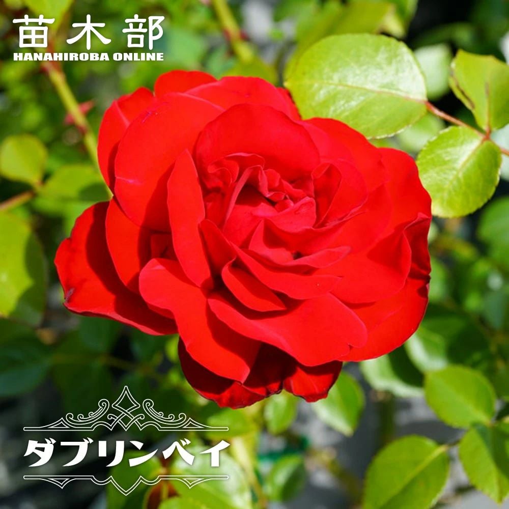000000021412-01.jpg?size=l&w=