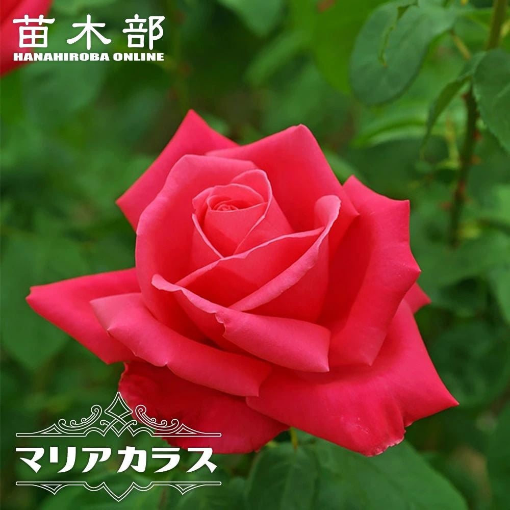 000000021415-01.jpg?size=l&w=