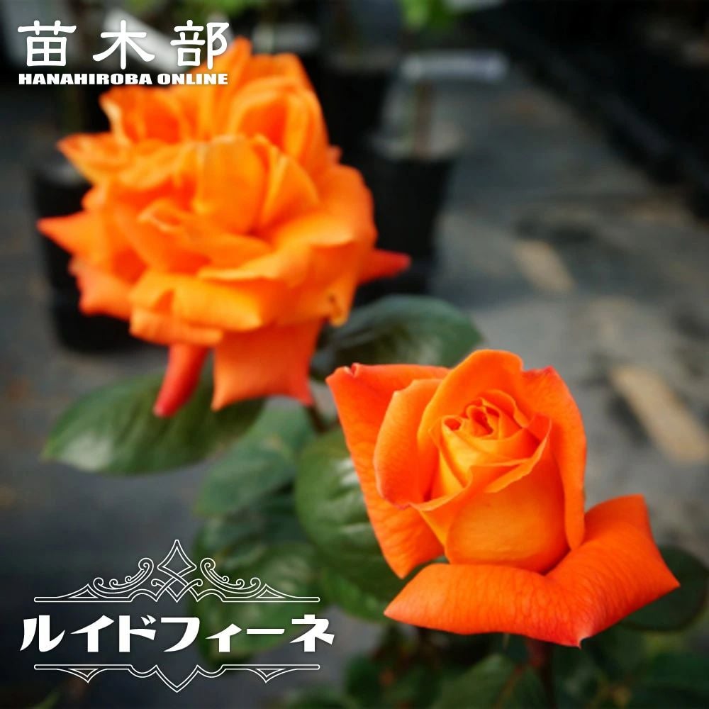 オレンジブラウン系 切り花品種 バラ苗（接ぎ木・2年生大苗） バラ ザンブラ'80 苗 販売 苗木部 By 花ひろばオンライン