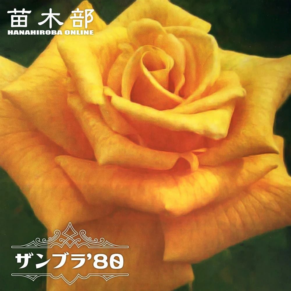 バラ ヴァンテグローブ 苗 販売 苗木部 By 花ひろばオンライン