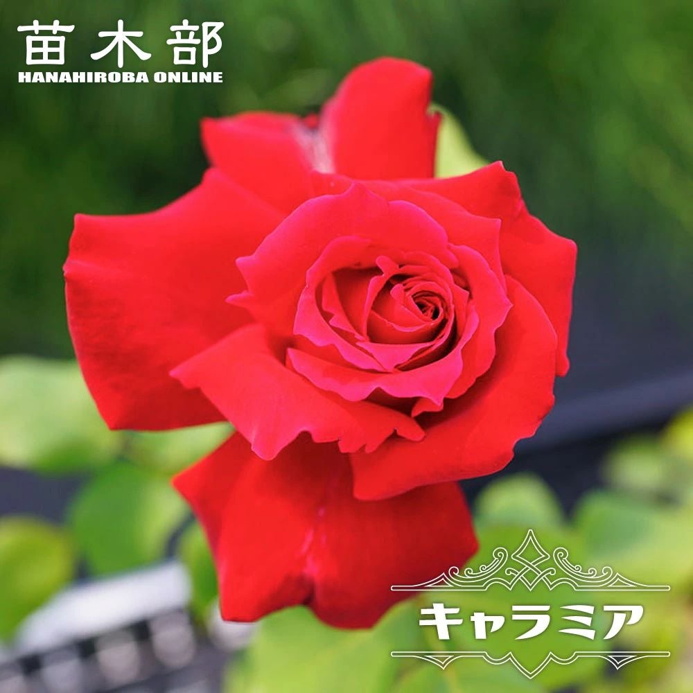 000000021425-01.jpg?size=m&w=