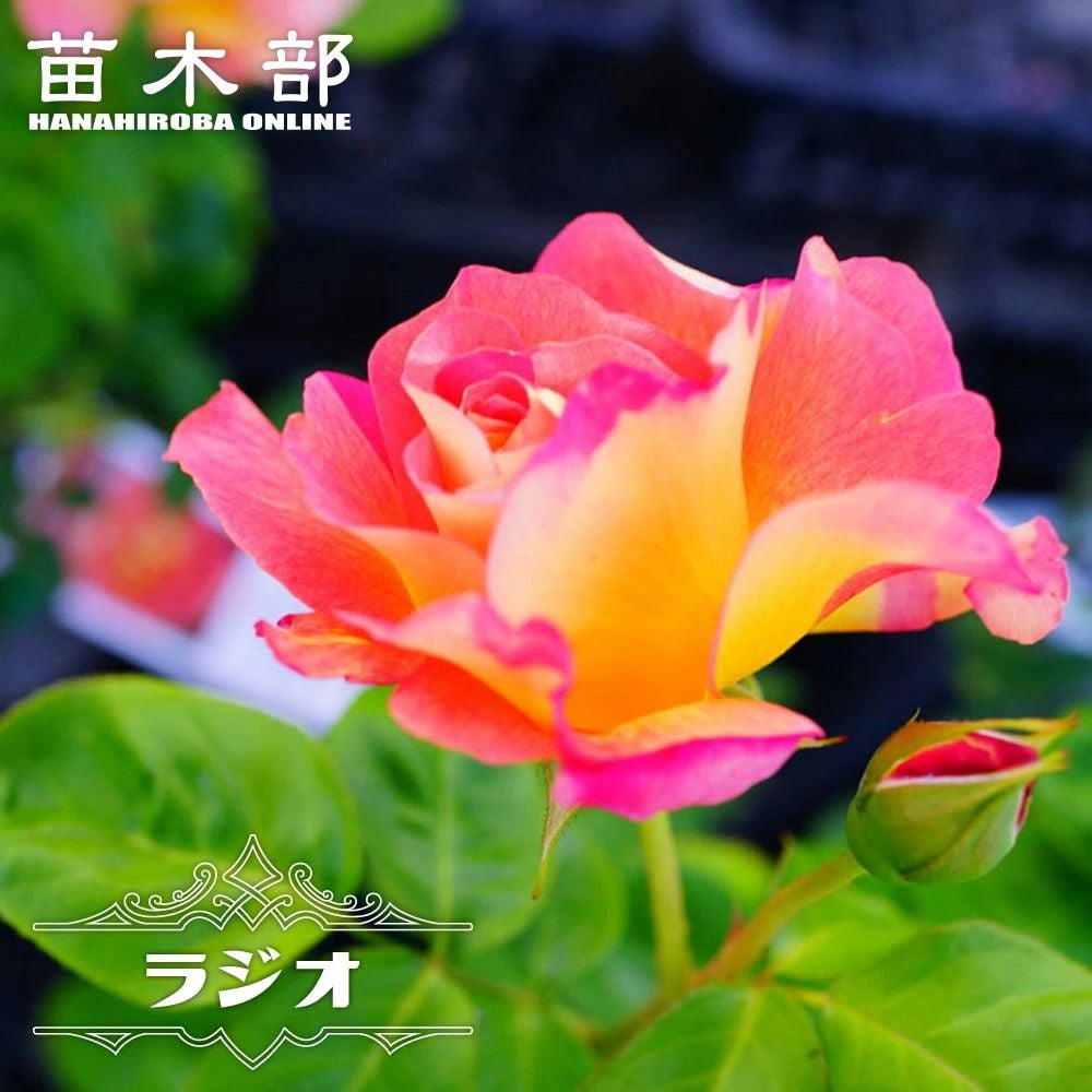 アジサイ ハイドランジア ストロングハート 苗 販売 苗木部 By 花