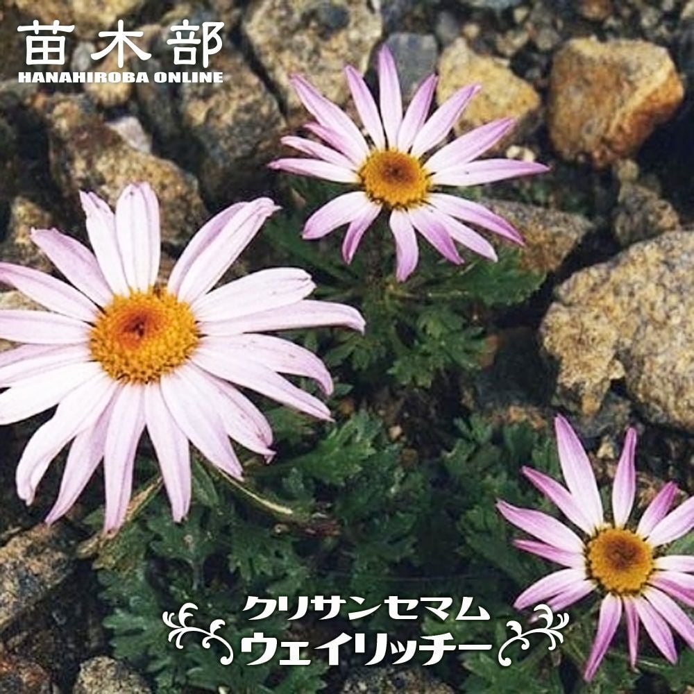 000000021451-01.jpg?size=l&w=