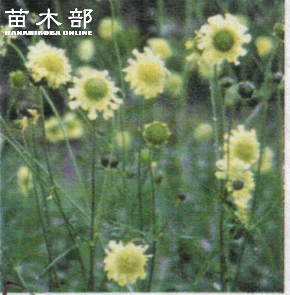 ユッカ ロストラータ ハイブリッドの通販 苗木部 By 花ひろばオンライン