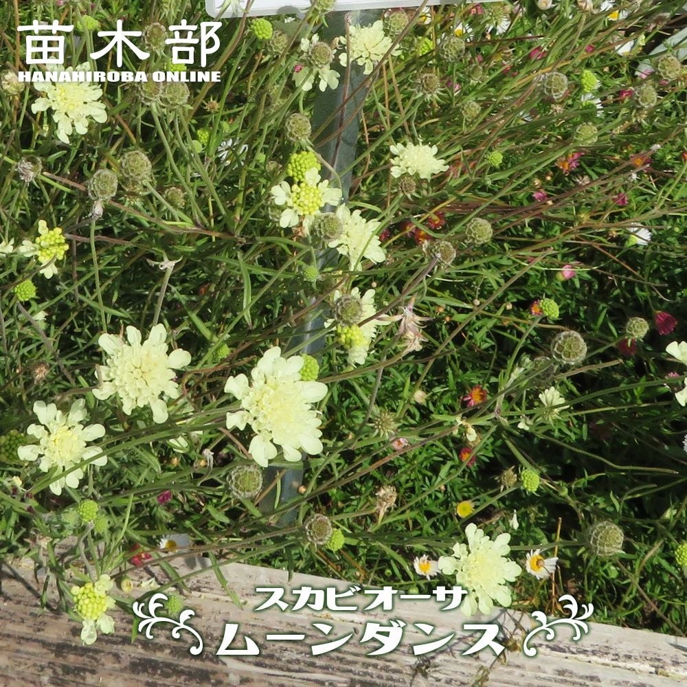 000000021455-01.jpg?size=l&w=