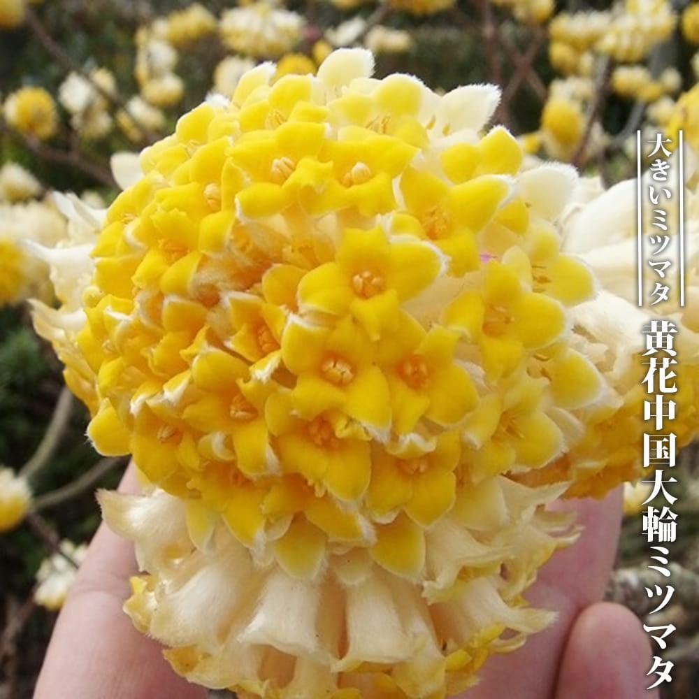 大輪ミツマタ　７０センチ ミツマタ 黄花中国大輪 苗 おすすめ 苗木部 By 花ひろばオンライン